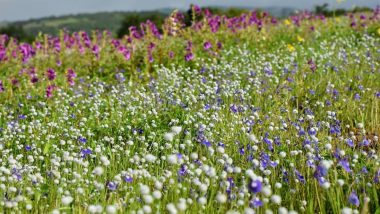Kaas Pathar Blooms But No Tourists Allowed! Maharashtra's Valley of Flowers Closed For Visitors Amid The Pandemic, Warn Officials