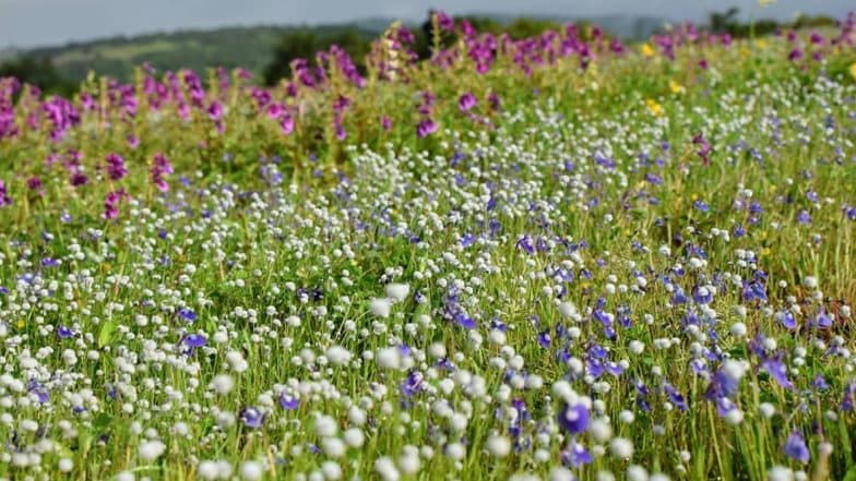 Travel Tip of the Week: Explore Kaas Plateau, Maharashtra's Valley of Flowers This Season! Know Everything About This Biodiversity Hotspot