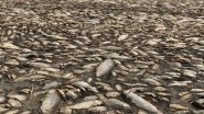 Greece: Thousands of Dead Fish Wash Up on Drought-Stricken Lake Koroneia