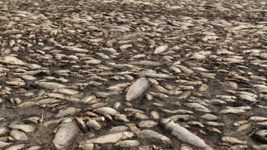 Greece: Thousands of Dead Fish Wash Up on Drought-Stricken Lake Koroneia
