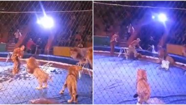 Lions Maul Trainer at Ukrainian Circus as Audience Scream; Terrifying Video From 2010 Goes Viral