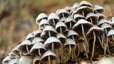 Mushrooms Grow in Woman’s Ears! What’s Otomycosis? Know Symptoms of This Fungal Disease