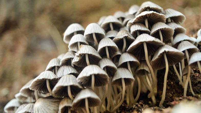 Poland: Second Afghan Refugee Boy Dies After Eating Poisoning Mushroom