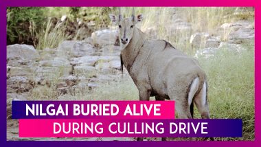 Shocking Animal Cruelty Caught On Camera: Nilgai Buried Alive During Culling Drive