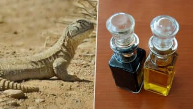 Sande Ka Tel to Increase Penis Size: Can Oil from Spiny Tailed Lizards Improve Sexual Performance and Prevent Erectile Dysfunction? (Watch Video)