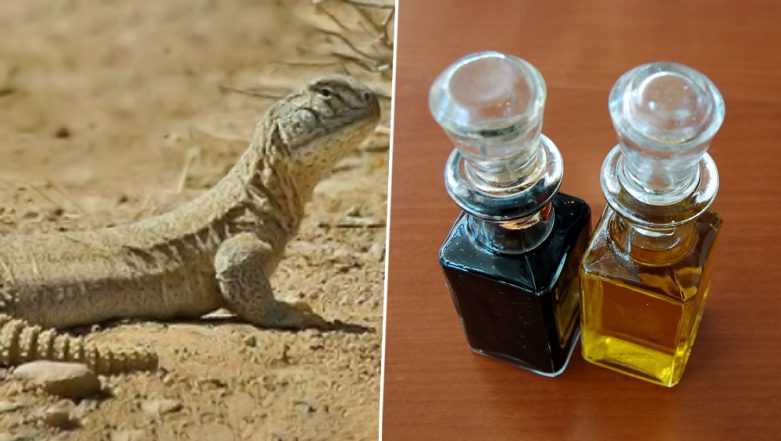 Sande Ka Tel to Increase Penis Size: Can Oil from Spiny Tailed Lizards  Improve Sexual Performance and Prevent Erectile Dysfunction? (Watch Video)  | 🛍️ LatestLY