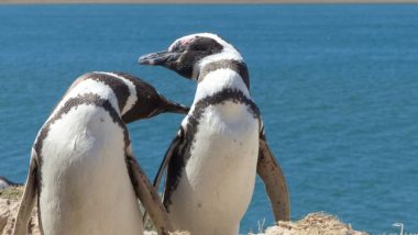 Gay Penguin Couple at London Aquarium to Raise 'Gender-Neutral' Chick They Adopted