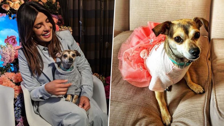 It's Priyanka Chopra's Dog Diana's Birthday! Check Out Super-Adorable Montage Video That No Animal-Lover Can Afford to Miss!