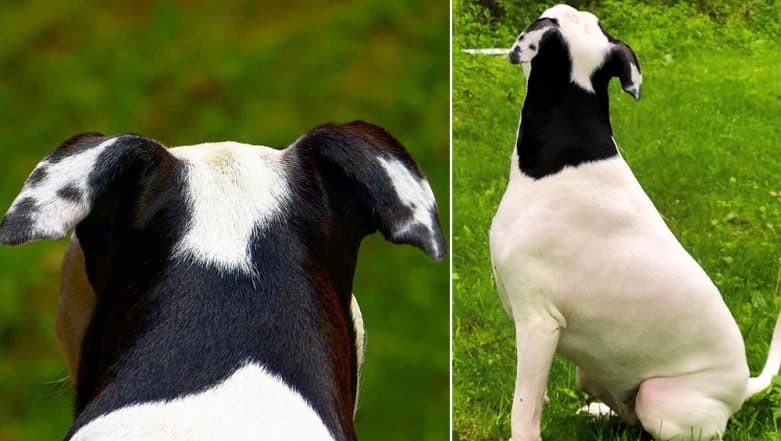 There is a Pup on This Dog's Ear! Check Unbelievable Viral Pics There is a Pup on This Dog's Ear! Check Unbelievable Viral Pics