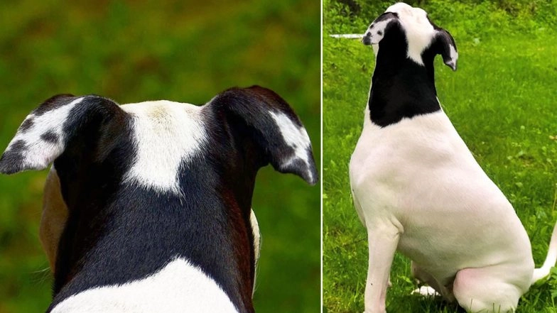 There is a Pup on This Dog's Ear! Check Unbelievable Viral Pics