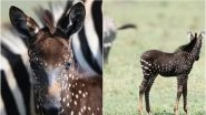 Rare Zebra Foal With Polka Dots Due to 'Melanin Disorder' Spotted in Kenyan National Reserve (See Pictures)