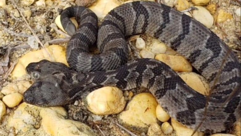 Rare Two Headed Snake Double Dave Found In New Jersey Forest Watch Video Latestly