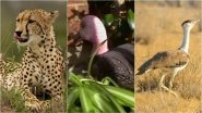 Recently Extinct Animals in India: Indian Cheetah, Pink-Headed Duck and Great Indian Bustard Are Extinct Due to Desertification