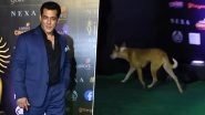 Salman Khan Stalked at the IIFA Awards 2019 &hellip; By An Adorable Stray Dog! Watch The Hilarious Video