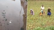 Haryana Farmers Growing Crops With Sewage Water Due to Climate Change! Here's How
