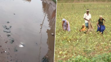 Haryana Farmers Growing Crops With Sewage Water Due to Climate Change! Here's How