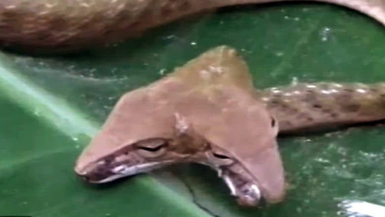 Two-Headed Snake Found in Bali Village, Residents Left Horrified; Watch Scary Video That Will Make Your Skin Crawl Two-Headed Snake Found in Bali Village, Residents Left Horrified; Watch Scary Video That Will Make Your Skin Crawl