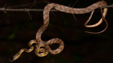 New Snake Species Found, Named After Uddhav Thackeray's Younger Son 'Tejas'