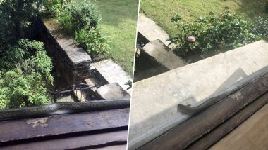 Sharmistha Mukherjee Posts Photos of Snake Peeping Through Window of Her Cottage, Congress Spokesperson Calls it 'Most Scary Experience'