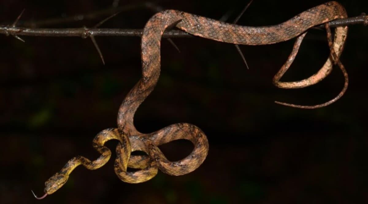 New Snake Species Found, Named After Uddhav Thackeray's Younger Son 'Tejas' New Snake Species Found, Named After Uddhav Thackeray's Younger Son 'Tejas'
