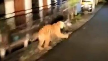 Tiger Spotted in Residential Area Near Jim Corbett National Park, ‘Human-Wildlife Conflict’ on Rise As Wildlife Corridors Shrink; Watch Video