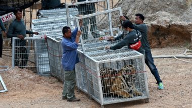 Dozens of Tigers Dead After Confiscation From Thai Temple