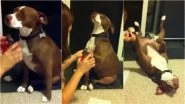 'Dramatic' Pit Bull Pretends to Faint in This Viral Video, Sparks Meme-Fest Online