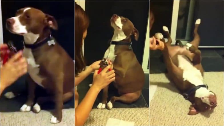 Video of pit bull pretending to faint goes viral