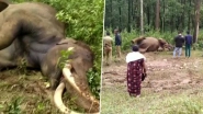 Wayanad's Favourite 'Gentle' Wild Elephant Maniyan Passes Away; Tusker Seems to Have Died During Fight Over 'Mating Rights'