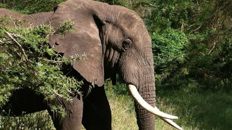 Horrific Animal Abuse! Pregnant Elephant Dies After Being Fed Pineapple Filled With Firecrackers in Kerala's Palakkad District