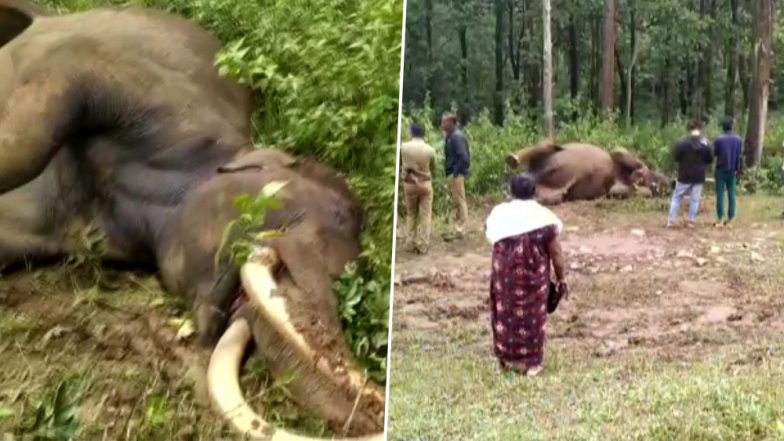 Wayanad's Favourite 'Gentle' Wild Elephant Maniyan Passes Away; Tusker Seems to Have Died During Fight Over 'Mating Rights'