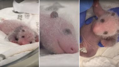 First German-Born Panda Babies Are Growing Up Healthy and Happy; Watch Adorable Video of Two-Week-Old Cubs