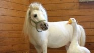 Waffles & Hemingway, Inseparable BFF Miniature Horse & Goose Gets Adopted Together And the Internet is Happy (Watch Video)