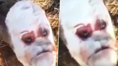 Calf with Strange 'Human Face' Sends Chills Across Social Media! Watch Bizarre Video from Argentina