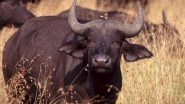Lone Cape Buffalo in Delhi Zoo Dies After Eating Plastic, Post-Mortem Reports Show Discarded Packet in Its Stomach