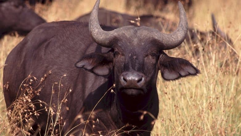 Lone Cape Buffalo in Delhi Zoo Dies After Eating Plastic, Post-Mortem Reports Show Discarded Packet in Its Stomach Lone Cape Buffalo in Delhi Zoo Dies After Eating Plastic, Post-Mortem Reports Show Discarded Packet in Its Stomach