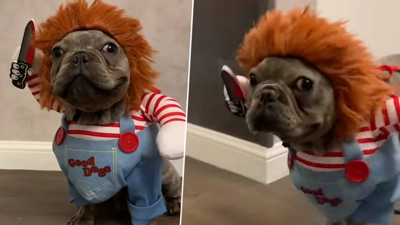 French Bulldog Looks a Little Too Adorable Dressed As ‘Chucky’ (Watch Viral Video)