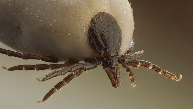 Congo Fever Alert in Maharashtra's Palghar