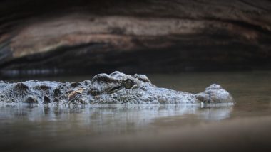 Crocodile Spotted in Powai Lake During Ganesh Visarjan, Watch Video