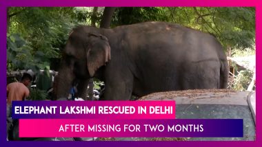 Delhi: Elephant Lakshmi Rescued After Missing For Over Two Months, Mahout Arrested