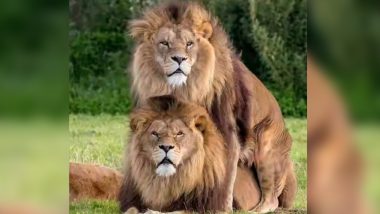 Gay Pride: Video of Male Lions Mating Goes Viral Reminding Us That Love is  Love! | 👍 LatestLY