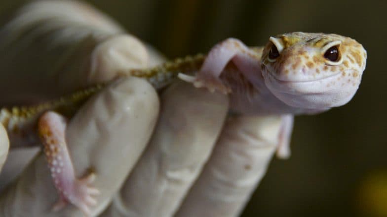 Sri Lanka’s 6 Newly-Discovered Geckos to Be Named After National Figures and Mythical Heroes; Controversy Erupts Sri Lanka’s 6 Newly-Discovered Geckos to Be Named After National Figures and Mythical Heroes; Controversy Erupts