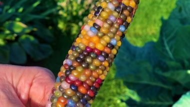 Photos of Glass Gem Corn Go Viral! Stunning Pics of Rainbow Coloured Corn Leaves Twitterati Surprised (Watch Video)