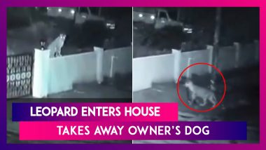 Scary! Leopard Enters House, Walks Away With Owner's Dog In Karnataka’s Shivamogga