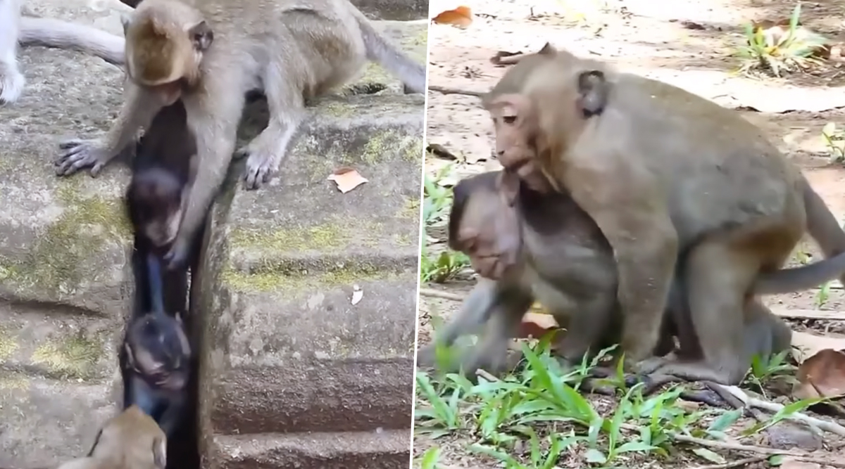 Mother Monkey Saves Her Baby Stuck in Narrow Slot, Viral Video Will Touch Your Heart 👍 LatestLY