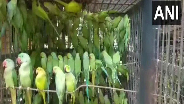 West Bengal: Two Men Held for Smuggling Birds, 524 Parrots Recovered