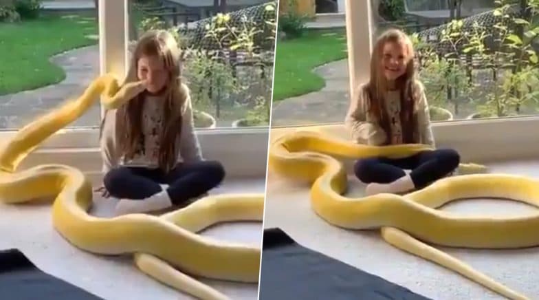Yellow Python Kisses a Little Girl and Cuddles Her, Watch Scary Video