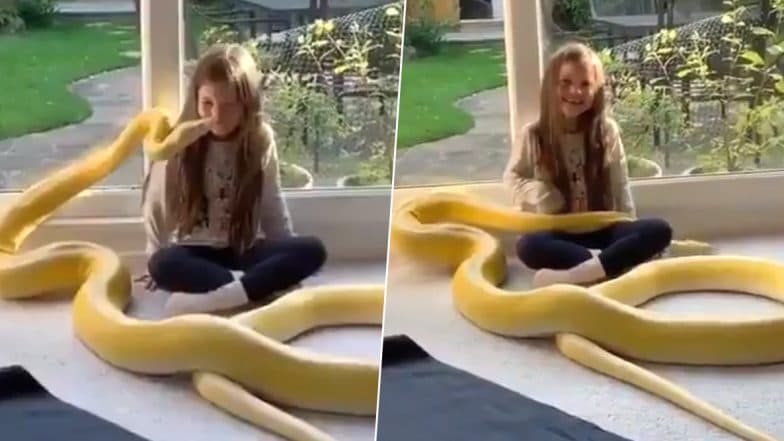 Yellow Python Kisses a Little Girl and Cuddles Her, Scary Video Goes Viral! Yellow Python Kisses a Little Girl and Cuddles Her, Scary Video Goes Viral!
