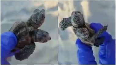 Rare Two-Headed Sea Turtle Hatchling Found on South Carolina Beach (Watch Video)