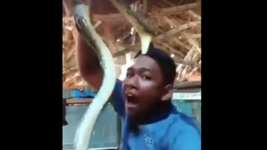 Man Teases Snake Live on Camera, Gets Bitten by the Reptile on Forehead! Watch Viral Video